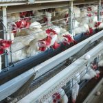 Mayo Clinic virologist offers perspective on avian influenza, bird flu, outbreak